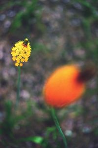 Close-up of yellow flowering plant