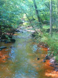 Stream flowing through forest