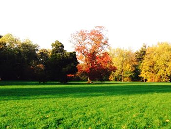 Scenic view of grassy field