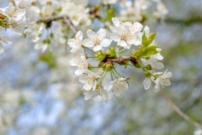 Close-up of white cherry blossoms in spring