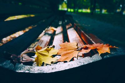 Close-up of autumn leaves on wooden bench