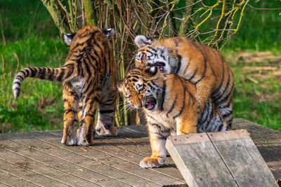 Tiger in a zoo