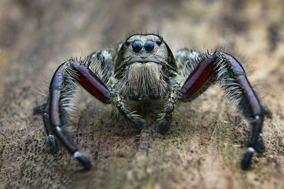 Close-up of spider on field