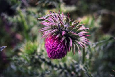 Close-up of purple thistle