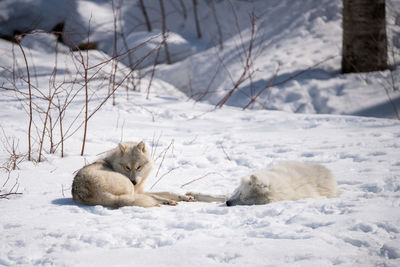 Wolves on snow covered field