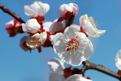 Low angle view of white flowers against clear sky