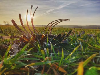 Close-up of grass growing on field against sky