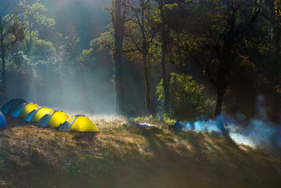 Panoramic view of trees in forest