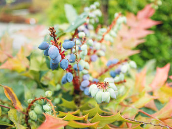 Close-up of cherry blossoms on plant