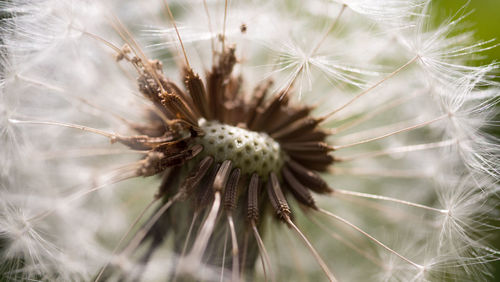 Close-up of dandelion on plant