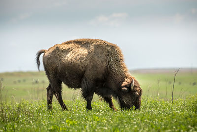 Sheep grazing in a field