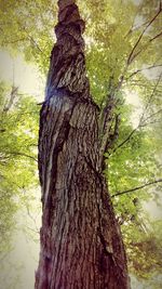 Close-up of tree trunk in forest