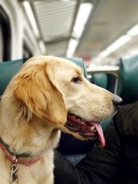 Close-up of dog looking away