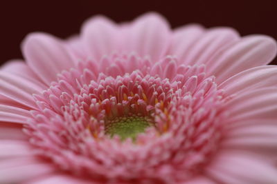 Close-up of pink gerbera daisy