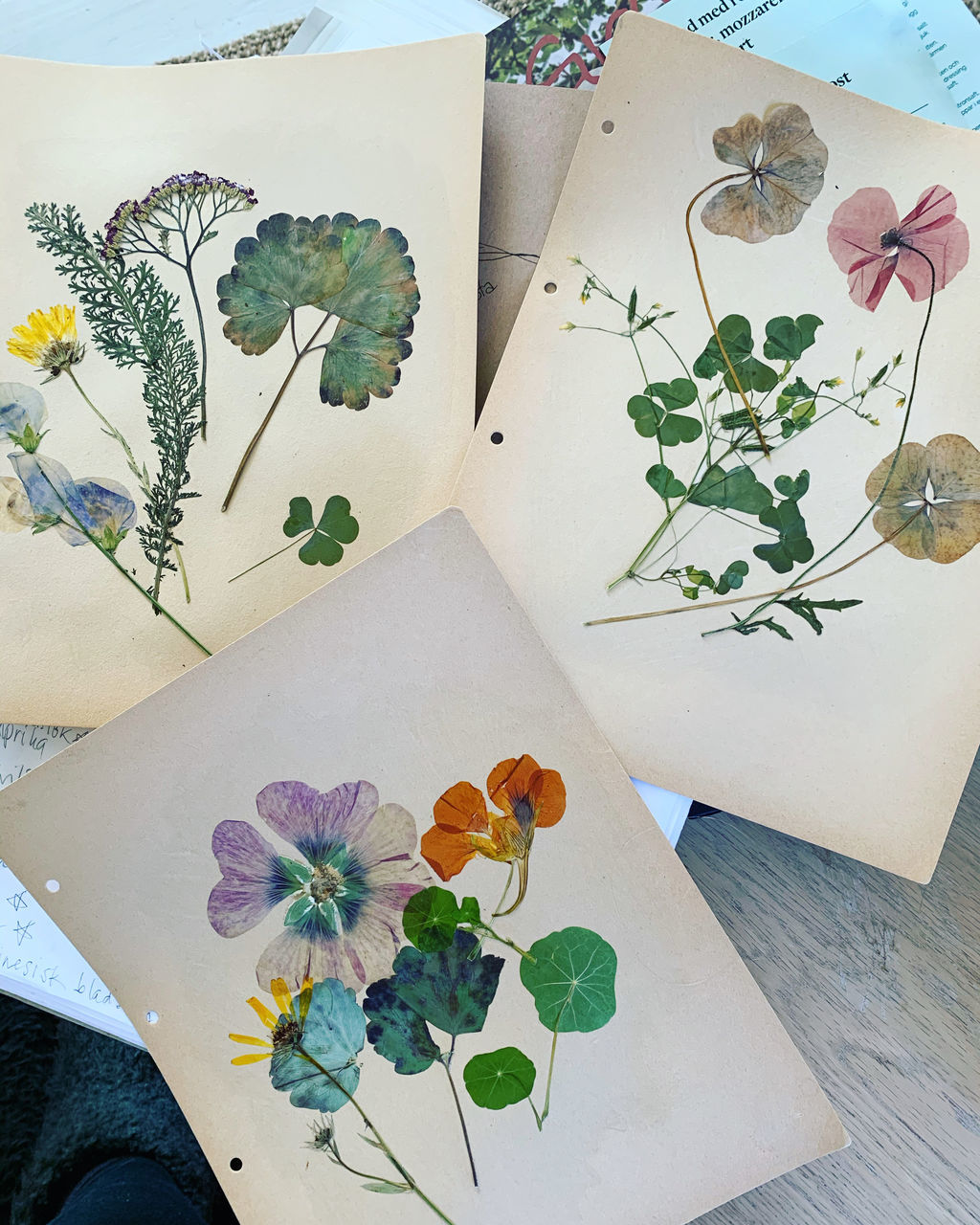 HIGH ANGLE VIEW OF FLOWERING PLANT ON TABLE