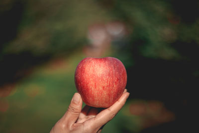 Close-up of hand holding apple