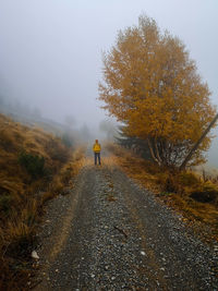 Rear view of man walking on road by trees during foggy weather