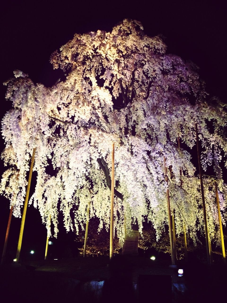 night, illuminated, low angle view, tree, growth, nature, beauty in nature, lighting equipment, no people, clear sky, sky, outdoors, dark, light - natural phenomenon, close-up, branch, flower, decoration, plant, tranquility