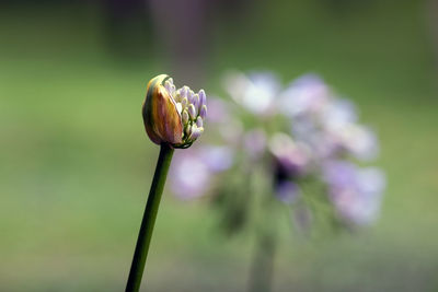 Close-up of flower blooming outdoors