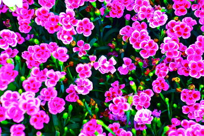 High angle view of pink flowering plants