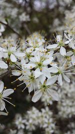 Close-up of white flowers