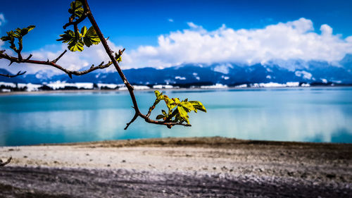 Close-up of lizard on sea against blue sky