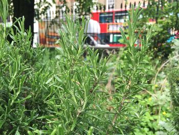 Plants growing in yard