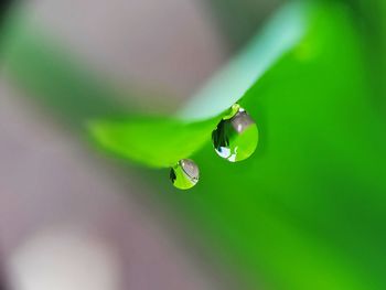 Close-up of dew drops on plant