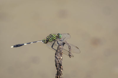 Close-up of dragonfly on plant