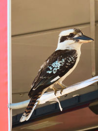 Bird perching on railing