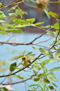 Low angle view of bird perching on tree