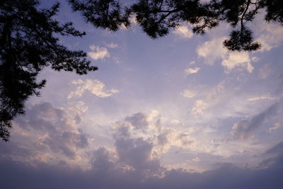 Low angle view of trees against sky