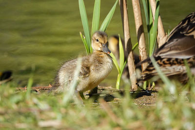 Close-up of bird on grass
