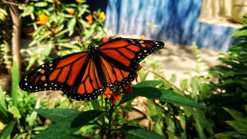 Close-up of butterfly pollinating on flower
