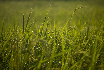 Close-up of wheat field