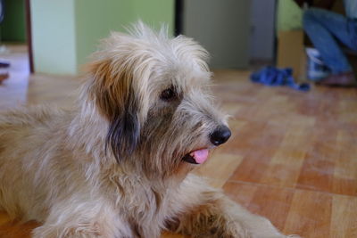 Close-up of a dog looking away