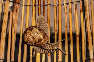 Close-up of snail on wood 