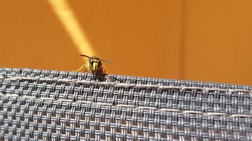 Close-up of insect against blurred background