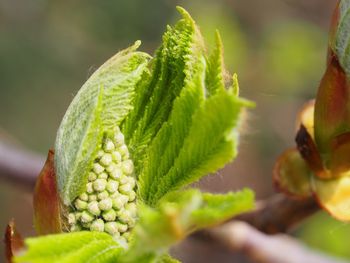 Close-up of fresh green plant