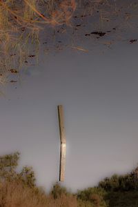 Trees on landscape