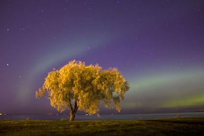 Trees on landscape against sky at night