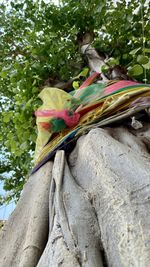 Low angle view of tree trunk