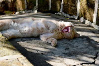 View of a cat yawning