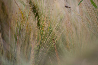 Close-up of wheat field