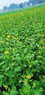 Plants growing on field