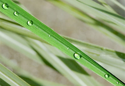 Close-up of raindrops on grass