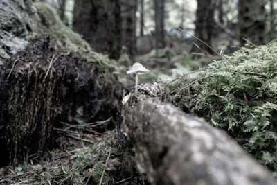Close-up of mushroom growing on rock