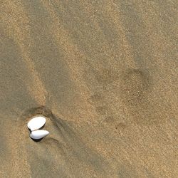 High angle view of shell on sand at beach