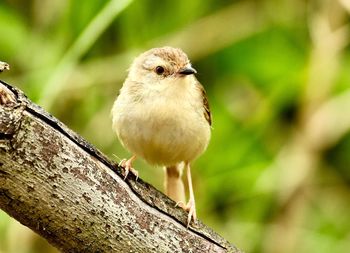 Close-up of bird perching on branch