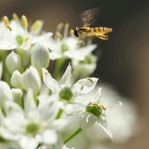 Close-up of white flowers blooming outdoors